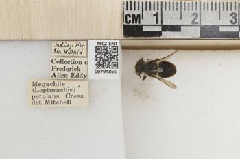 Media type: image;   Entomology 794865 Aspect: Labels